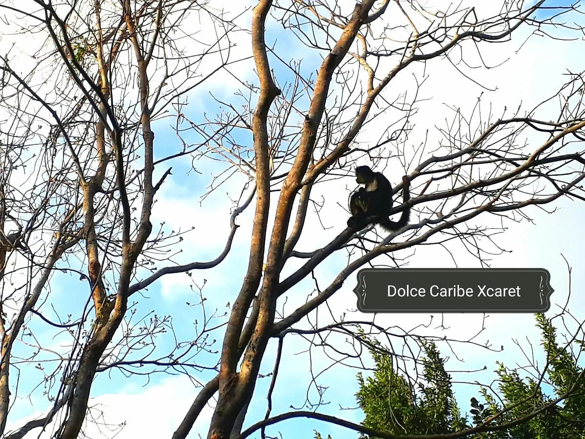 مبيت وإفطار بلايا ديل كارمن Dolce Caribe Xcaret فندق مبيت وإفطار